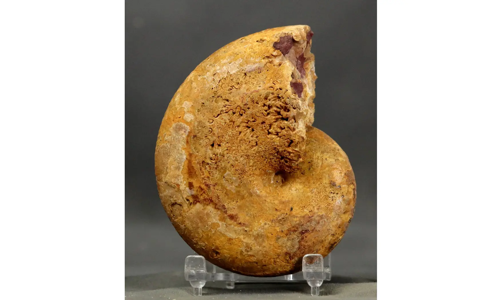 Adabofoloceras madagascariense