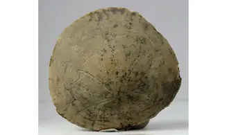 Dendraster gibbsii
