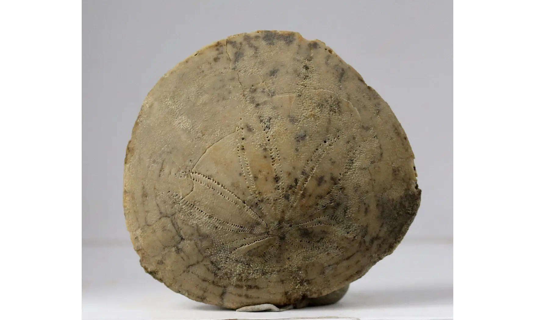 Dendraster gibbsii