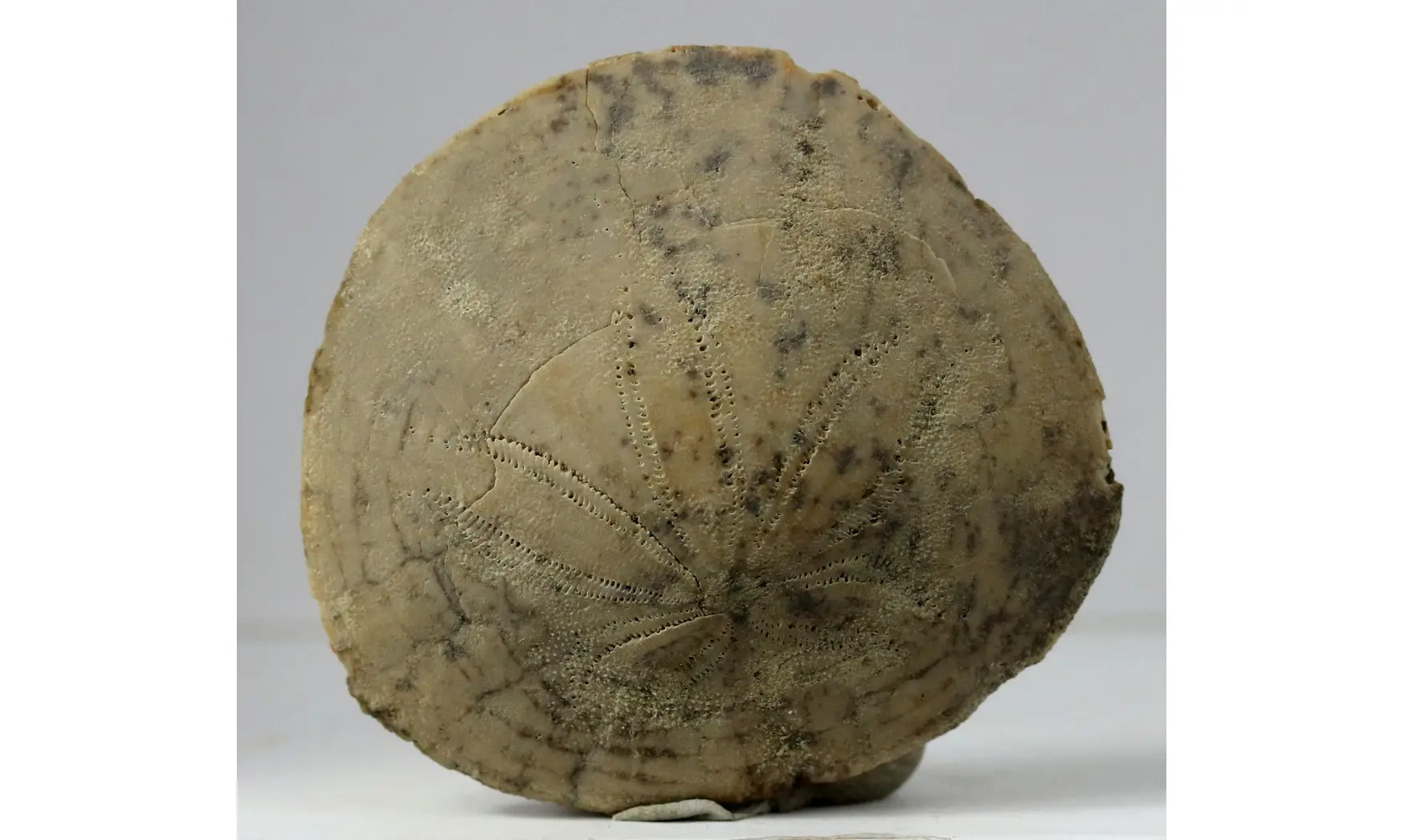 Dendraster gibbsii