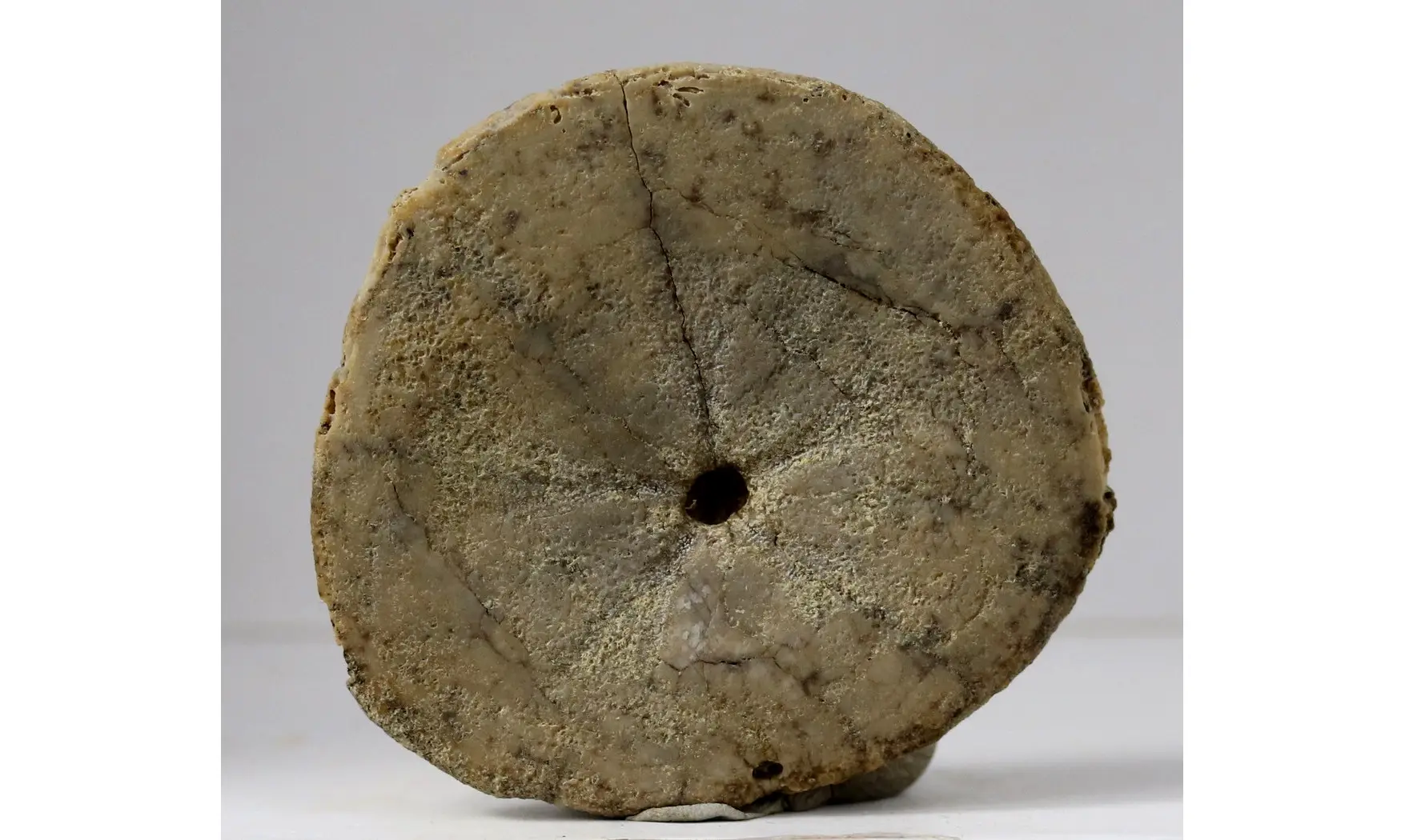 Dendraster gibbsii