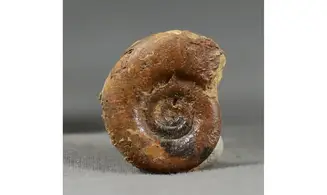 Prolecanites mapesi