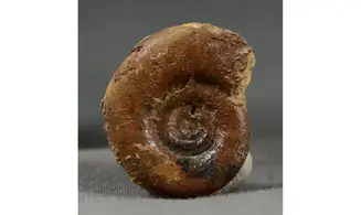 Prolecanites mapesi