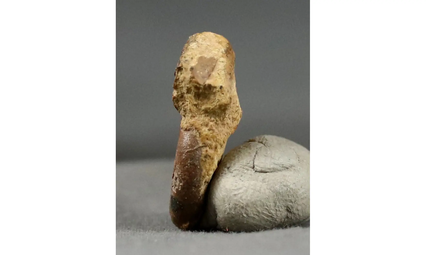 Prolecanites mapesi