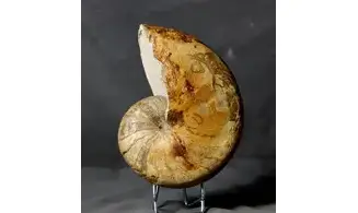 Cenoceras multiseptatum