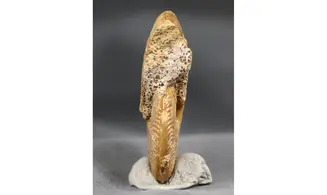 Oppelia subcostaria