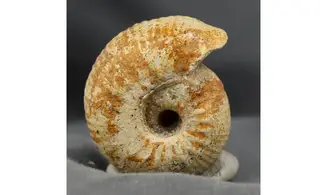 Chondroceras evolvescens