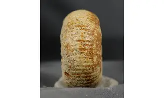 Chondroceras evolvescens