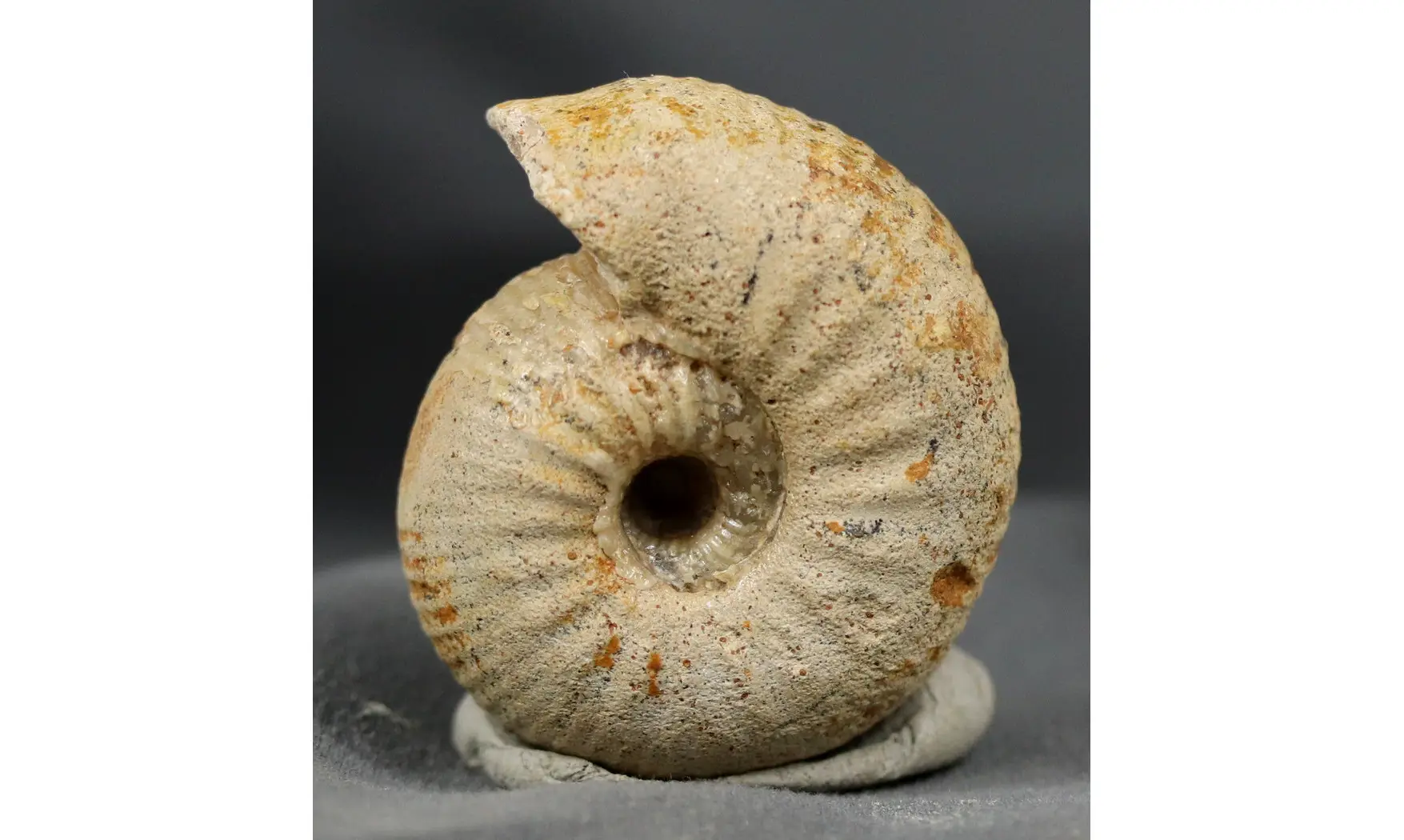 Chondroceras evolvescens