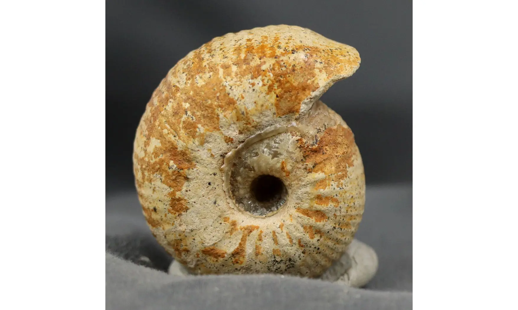 Chondroceras evolvescens