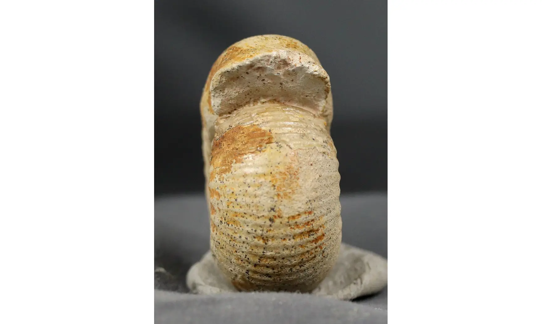 Chondroceras evolvescens