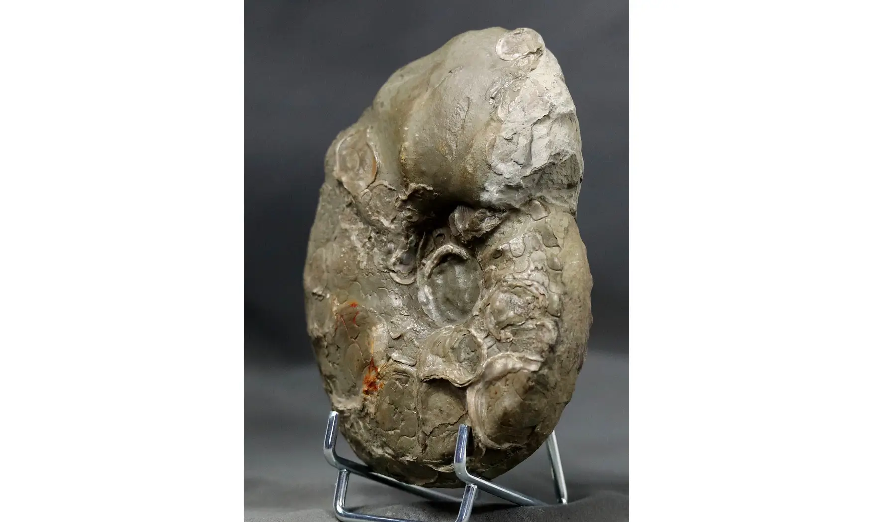 Ceratites praenodosus