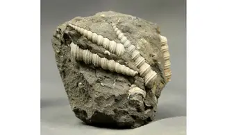 Turritella badensis