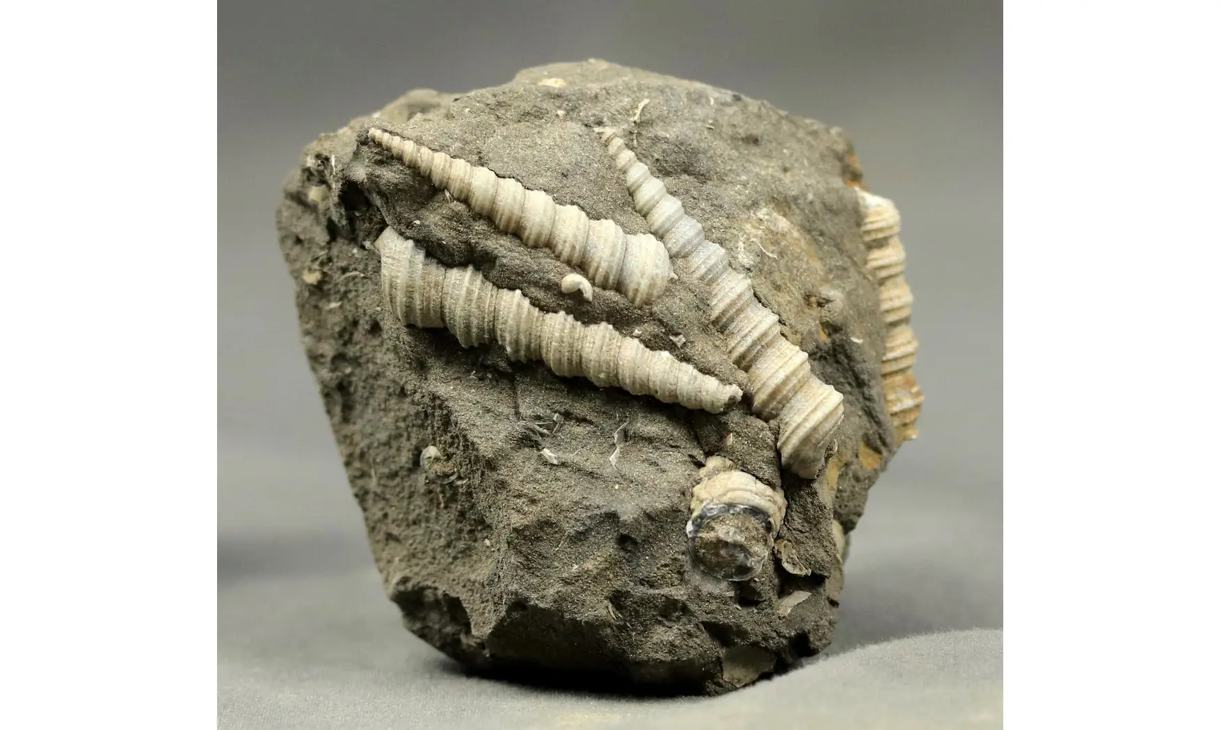 Turritella badensis