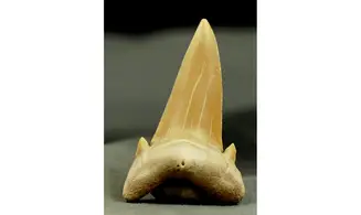 Cretolamna aschersoni