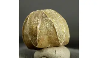Pentremites rusticus