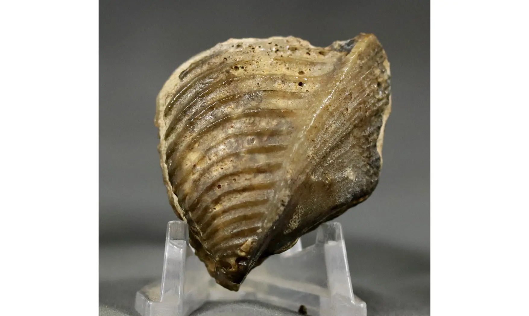Trigonia elongata