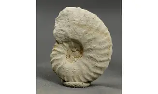 Schlönbachia varians
