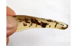 Fly, beetles, gnats
