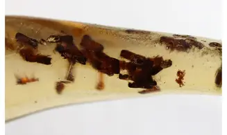 Fly, beetles, gnats