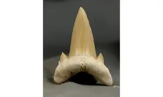 Cretolamna aschersoni