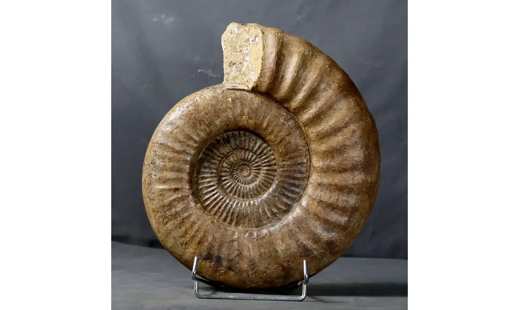 Storthoceras extracostatum