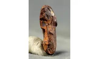 Cymaclymenia striata