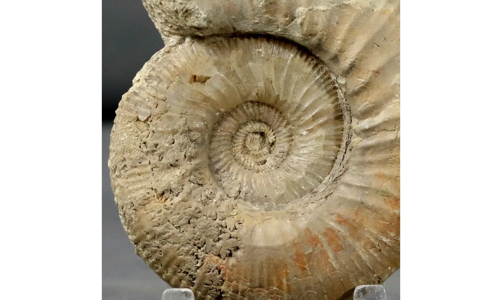 Orthogarantiana haugi