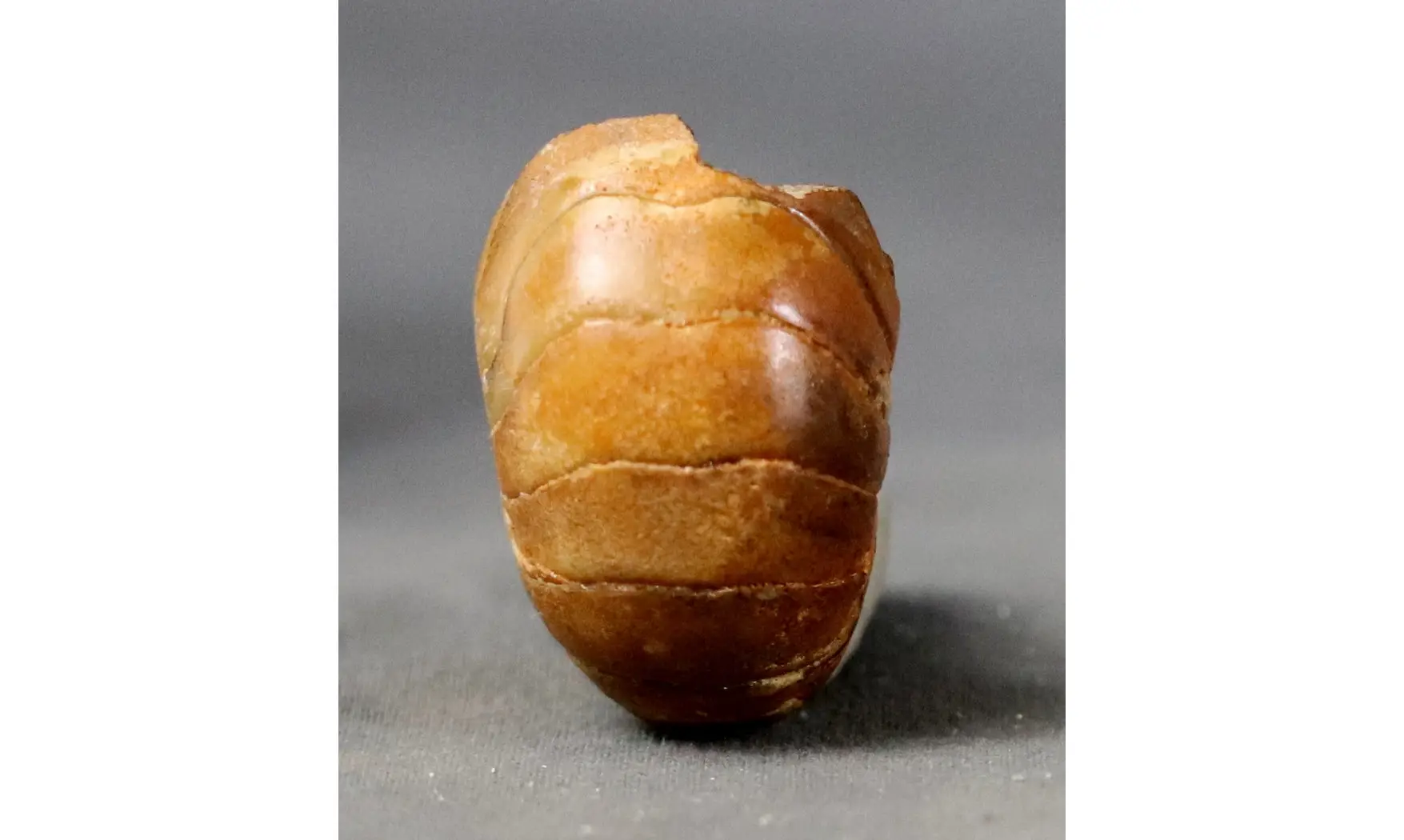 Cenoceras sp