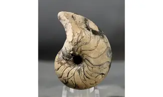 Cenoceras jourdani