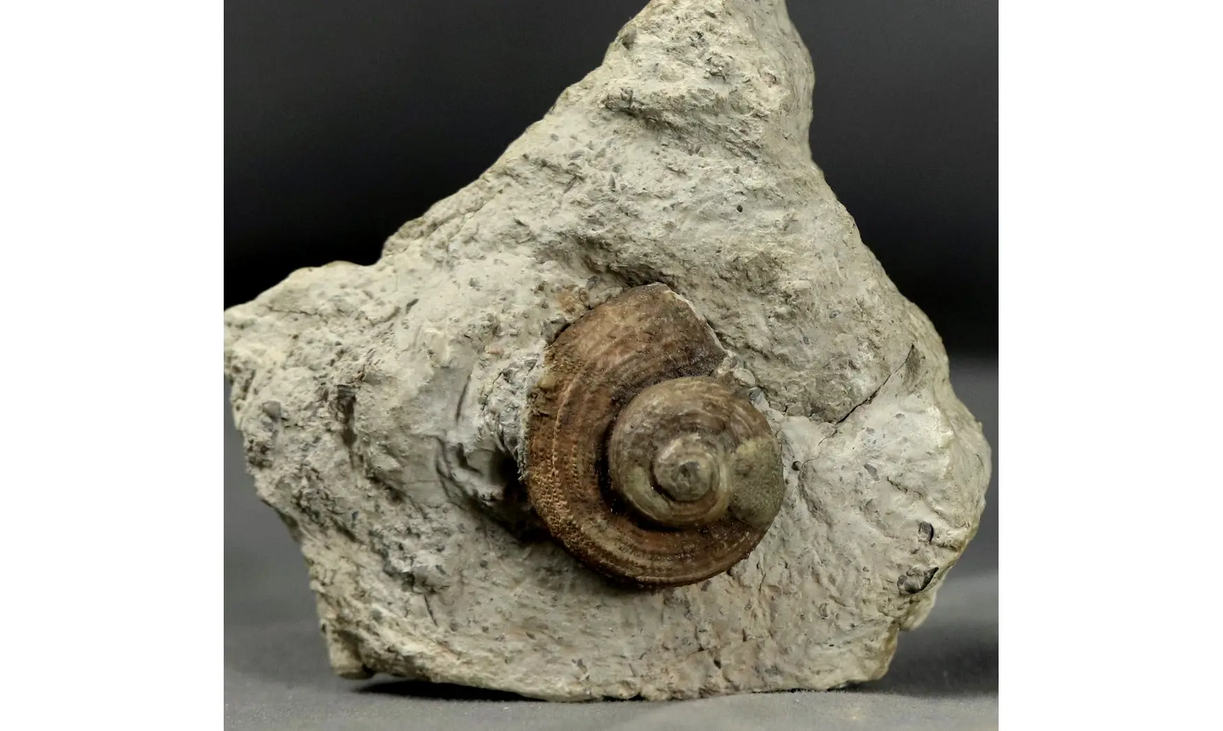 Oriostoma roemeri