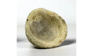 Cupulospongia aff. elegans