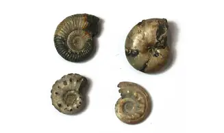 Lot of ammonites to be determined