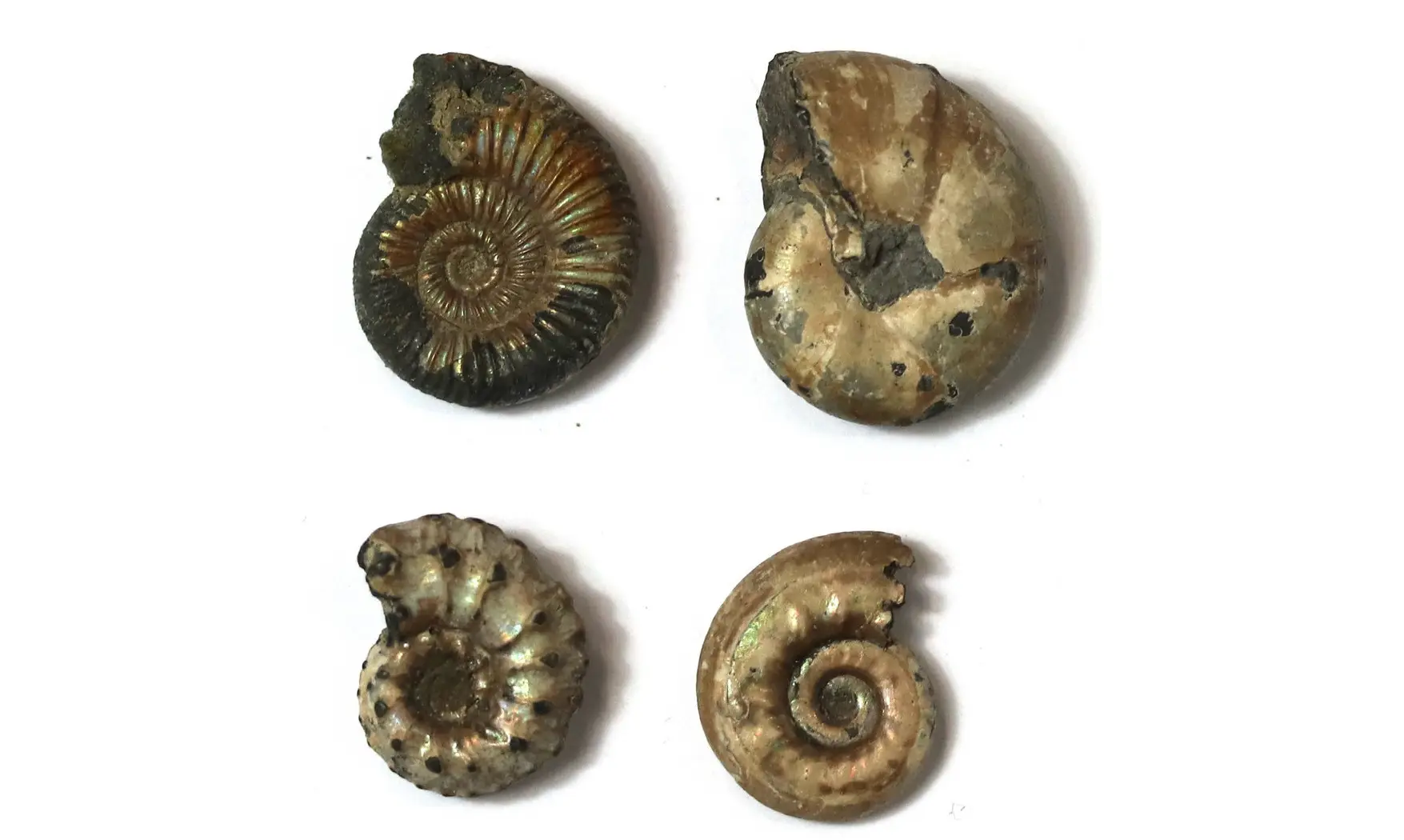 Lot of ammonites to be determined