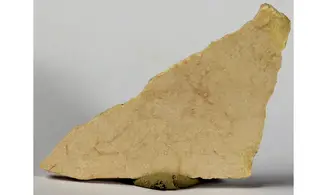 Aepyornis maximus