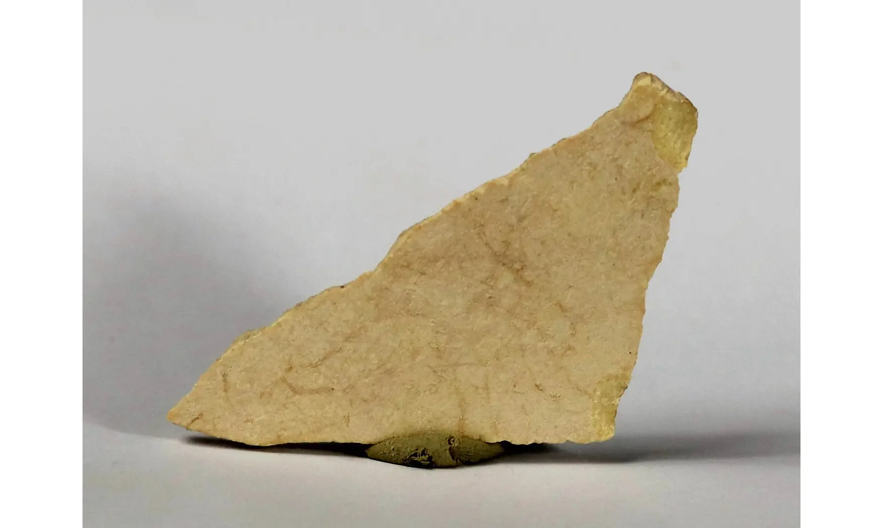 Aepyornis maximus