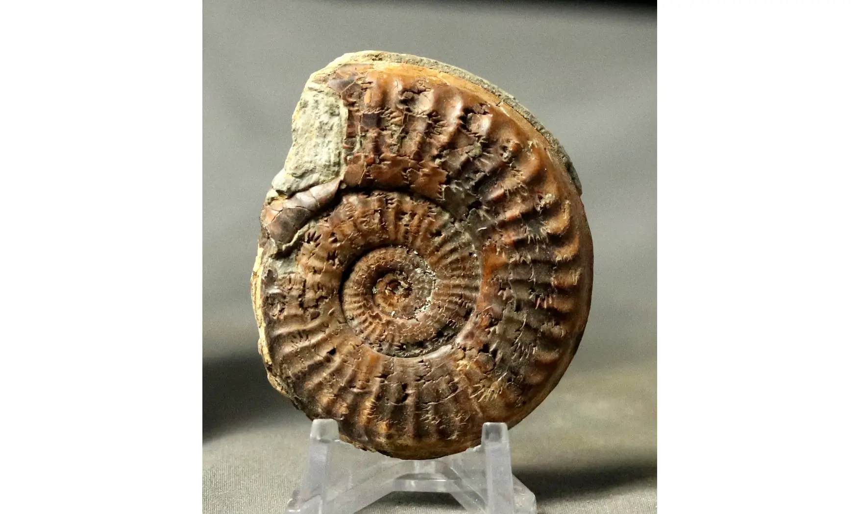 Arieticeras algovanium