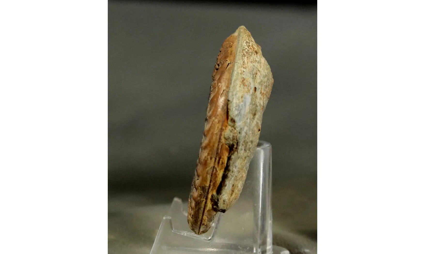 Arieticeras algovanium