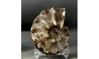 Buchiceras bilobatum