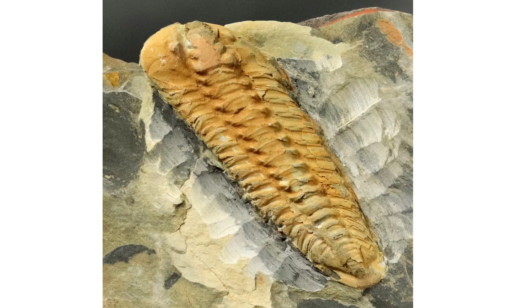 Salterocoryphe