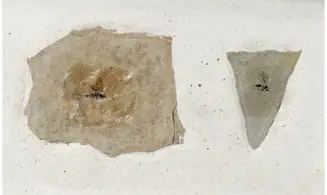 Fossil insect non det
