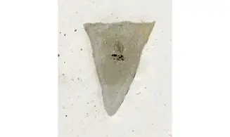 Fossil insect non det