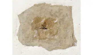 Fossil insect non det