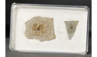 Fossil insect non det