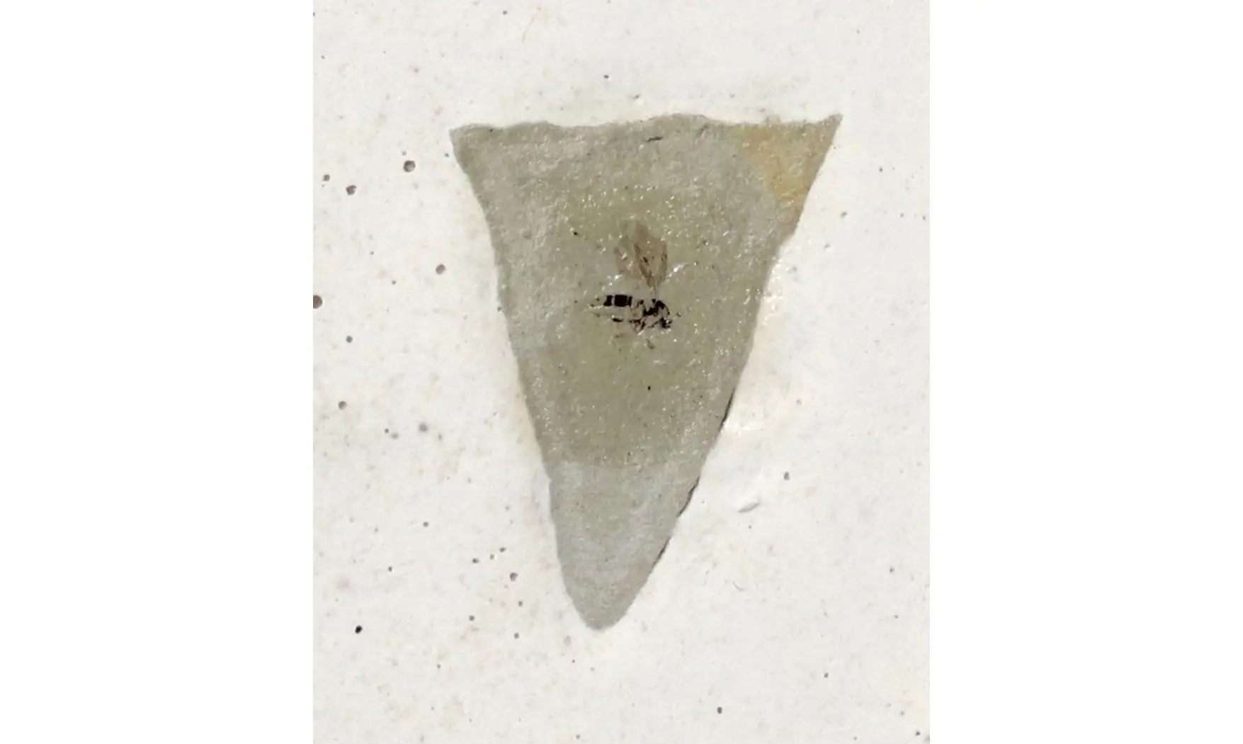 Fossil insect non det
