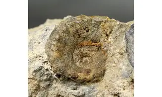Centroceras tetragonum
