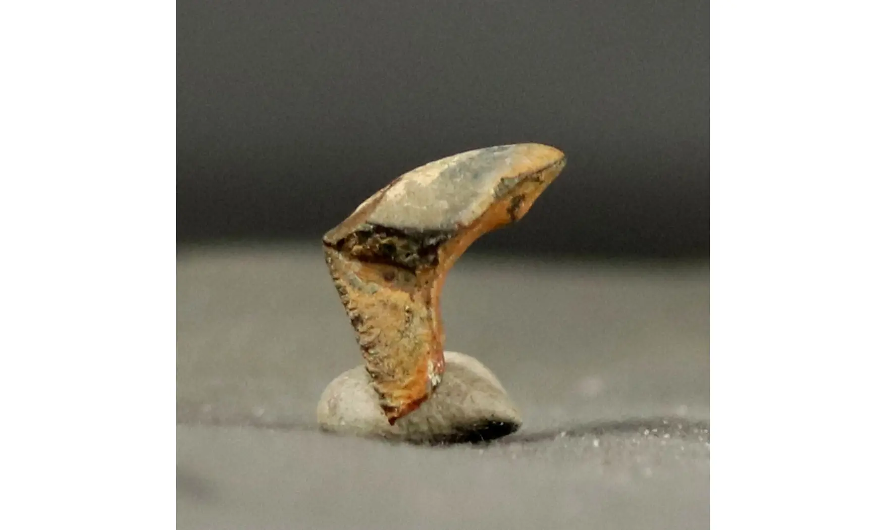 Rhynchoteuthis asteriana
