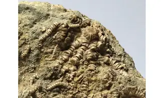 Solanocrinites beltremieuxi
