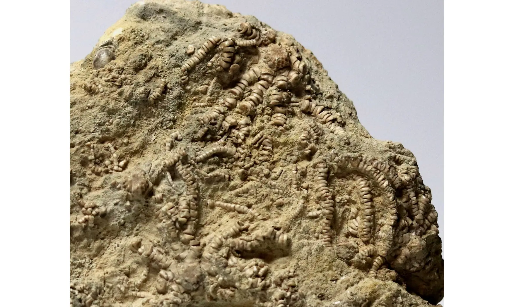 Solanocrinites beltremieuxi