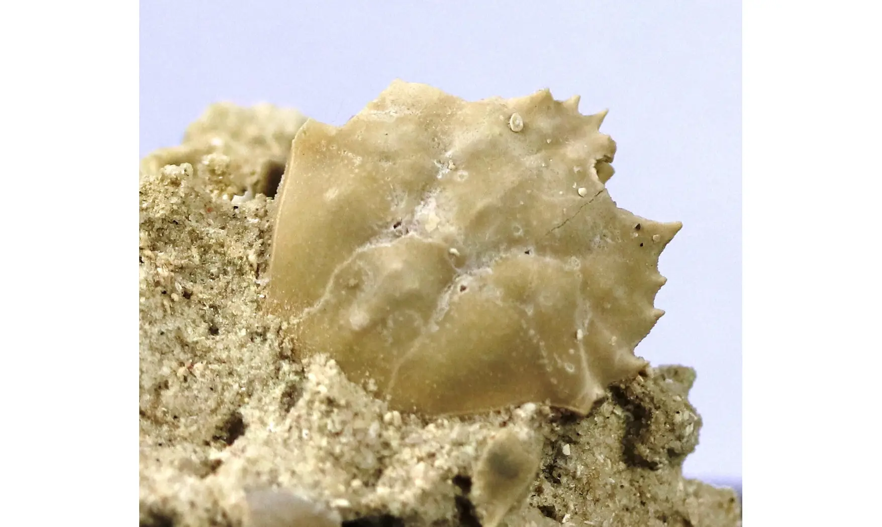 Psammocarcinus hericarti